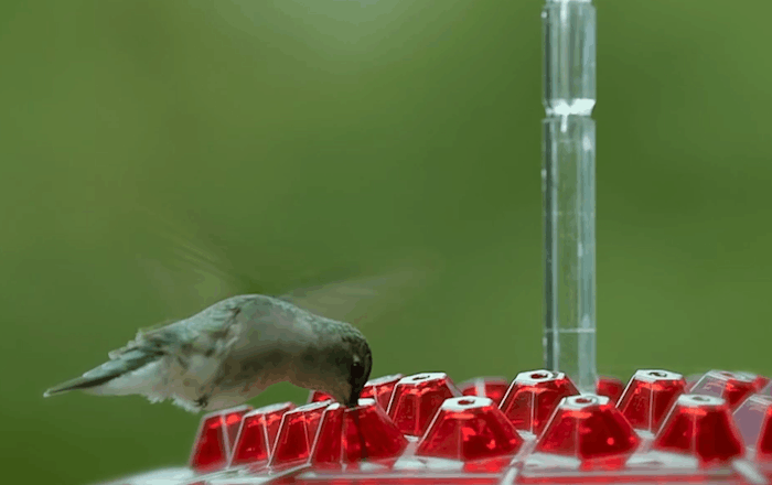 Hummingbird Feeder Outdoor Hanging 30 Port UV Resistant