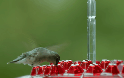 Hummingbird Feeder Outdoor Hanging 30 Port UV Resistant