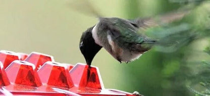 Hummingbird Feeder Outdoor Hanging 30 Port UV Resistant