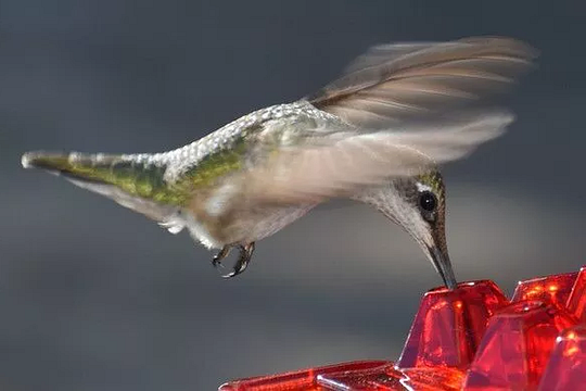 Hummingbird Feeder Outdoor Hanging 30 Port UV Resistant