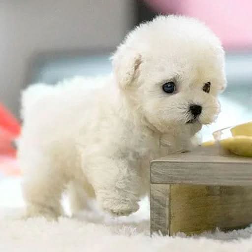 Stuffed Dog Plush Toy Interactive Walking Electronic Puppy