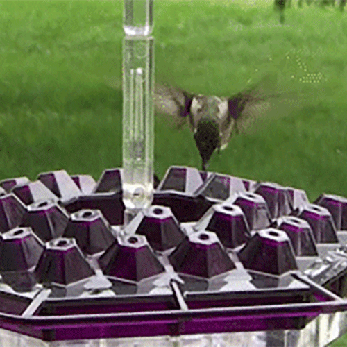 Hummingbird Feeder Hanging Outdoor Nectar Garden Feeder