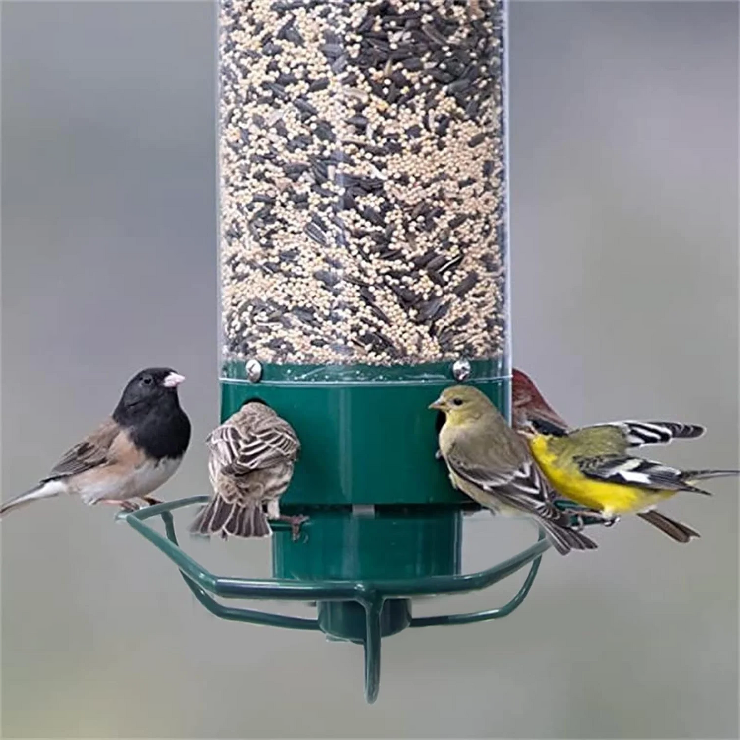 Squirrel Proof Bird Feeder Metal Hanging Large Capacity Outdoor